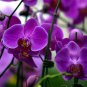 24 Types Perennial Phalaenopsis Orchid Flower Seeds for your choose
