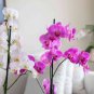 24 Types Perennial Phalaenopsis Orchid Flower Seeds for your choose