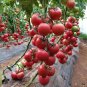20 Pcs 'Summer Pink' Big Truss Tomato Hybrid with storage stability