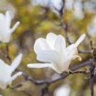 10 Pcs Heirloom Chinese Red Yellow Pink White Yulan Magnolia denudata Fragrant lilytree