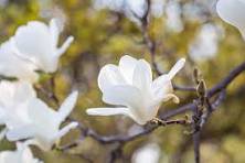 10 Pcs Heirloom Chinese Red Yellow Pink White Yulan Magnolia denudata Fragrant lilytree