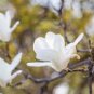 10 Pcs Heirloom Chinese Red Yellow Pink White Yulan Magnolia denudata Fragrant lilytree
