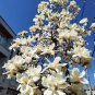 10 Pcs Heirloom Chinese Red Yellow Pink White Yulan Magnolia denudata Fragrant lilytree
