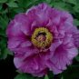 5 Pcs Rare Heirloom Big Blooming Purple Peony Shrub Flower 'Zi Cai'