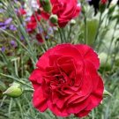 30 Pcs Rare Red Carnation 'Red Up Lamp Bulb' Perennial Flower