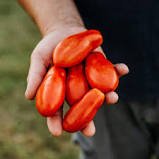 100 Pcs 'Opalka' Organic Polish Heirloom Tomato