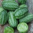 Melothria scabra Cucamelon Mouse Melon