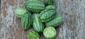 Melothria scabra Cucamelon Mouse Melon