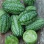 Melothria scabra Cucamelon Mouse Melon