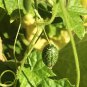 Melothria scabra Cucamelon Mouse Melon