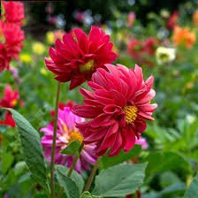 30 Pcs Dahlia Pinnata Perennial Flower