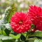 30 Pcs Dahlia Pinnata Perennial Flower