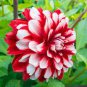30 Pcs Dahlia Pinnata Perennial Flower
