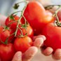 200 Pcs Tomato Family Seeds Over 20 Varities of Fruit for Your Choose