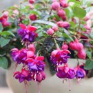 100 Pcs Bonsai Hanging Flowers F.Alba Coccinnea DIY Planting Flowers