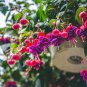 100 Pcs Bonsai Hanging Flowers F.Alba Coccinnea DIY Planting Flowers