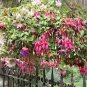 100 Pcs Bonsai Hanging Flowers F.Alba Coccinnea DIY Planting Flowers