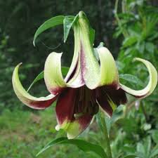 100 Pcs Lilium Brownii Heirloom Lily Perennial Flower