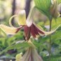 100 Pcs Lilium Brownii Heirloom Lily Perennial Flower