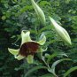 100 Pcs Lilium Brownii Heirloom Lily Perennial Flower