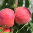 1 Pcs Erly Red Sweet Peach Fruit 1 Pcs Erly Red Sweet Peach Fruit