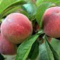 1 Pcs Erly Red Sweet Peach Fruit