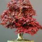 20 Pcs Chinese Xiangshan Red Maple Tree Bonsai