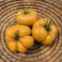 100 Pcs 'Aunt Gertie's Gold' Organic Yellow Beefsteak Heirloom Tomato Bonsai
