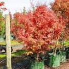 20 Pcs Northern Sugar Acer Japanese Maple Tree
