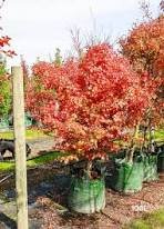 20 Pcs Northern Sugar Acer Japanese Maple Tree