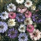 20 Pcs Nigella Damascena Mixed Love-in-a-mist Fennelflower
