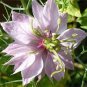 20 Pcs Nigella Damascena Mixed Love-in-a-mist Fennelflower