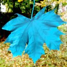 10 Pcs Rare Blue Maple Tree 10 Pcs Rare Blue Maple Tree