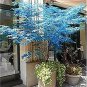 10 Pcs Rare Blue Maple Tree