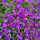 250 Pcs Cascade Purple Aubrieta Flower