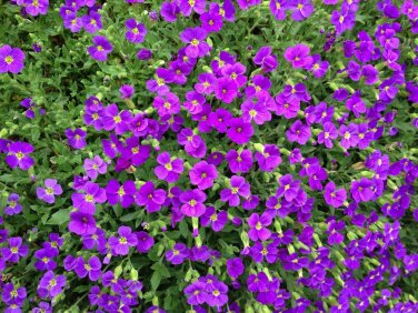 250 Pcs Cascade Purple Aubrieta Flower