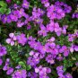 250 Pcs Cascade Purple Aubrieta Flower