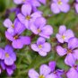 250 Pcs Cascade Purple Aubrieta Flower