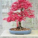 20 Pcs Japanese Red Maple Bonsai Tree Cheap