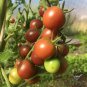 Tomato Cherry Black Vegetable