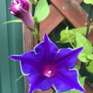 50 Pcs Mixed Kikyo-zaki Morning Glory