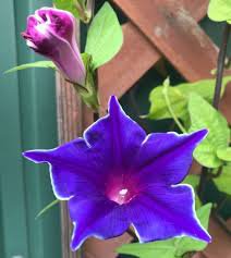 50 Pcs Mixed Kikyo-zaki Morning Glory