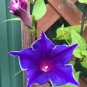 50 Pcs Mixed Kikyo-zaki Morning Glory