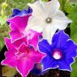 50 Pcs Mixed Kikyo-zaki Morning Glory