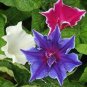 50 Pcs Mixed Kikyo-zaki Morning Glory