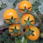 Cherry Tomato 'Yellow Grape' Fruit Seeds