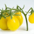 100 Pcs 'Yellow Pear' Organic Heirloom Tomato