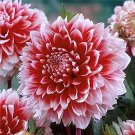 200 Pcs Red White Dahlia Pinnata Flower 200 Pcs Red White Dahlia Pinnata Flower