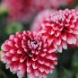 200 Pcs Red White Dahlia Pinnata Flower