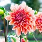 200 Pcs Red White Dahlia Pinnata Flower